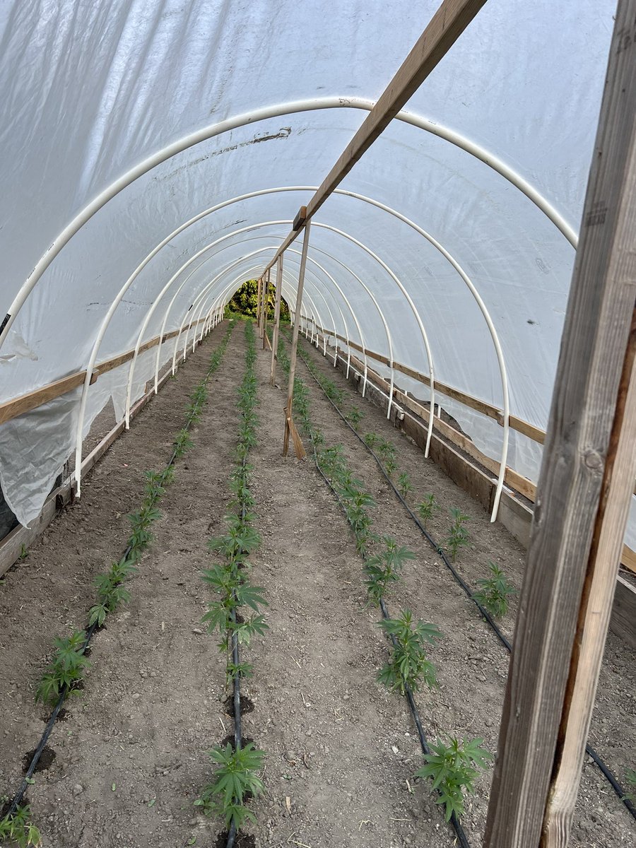 GalacticFarmer1's tweet image. We are all planted and irrigation is setup! We will be coming in hot with that fyah in August! OG Kusk, Ogre Kush, Pink Cookies, Lemon Cherry Gelato, and our flagship cultivar bred on farm, Space Cowboy! All organically grown with certified regenerative practices. We grow in…