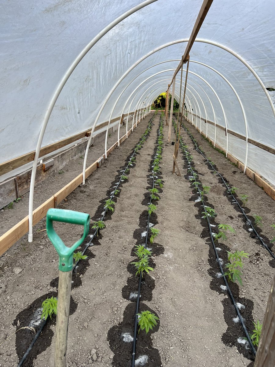 GalacticFarmer1's tweet image. We are all planted and irrigation is setup! We will be coming in hot with that fyah in August! OG Kusk, Ogre Kush, Pink Cookies, Lemon Cherry Gelato, and our flagship cultivar bred on farm, Space Cowboy! All organically grown with certified regenerative practices. We grow in…