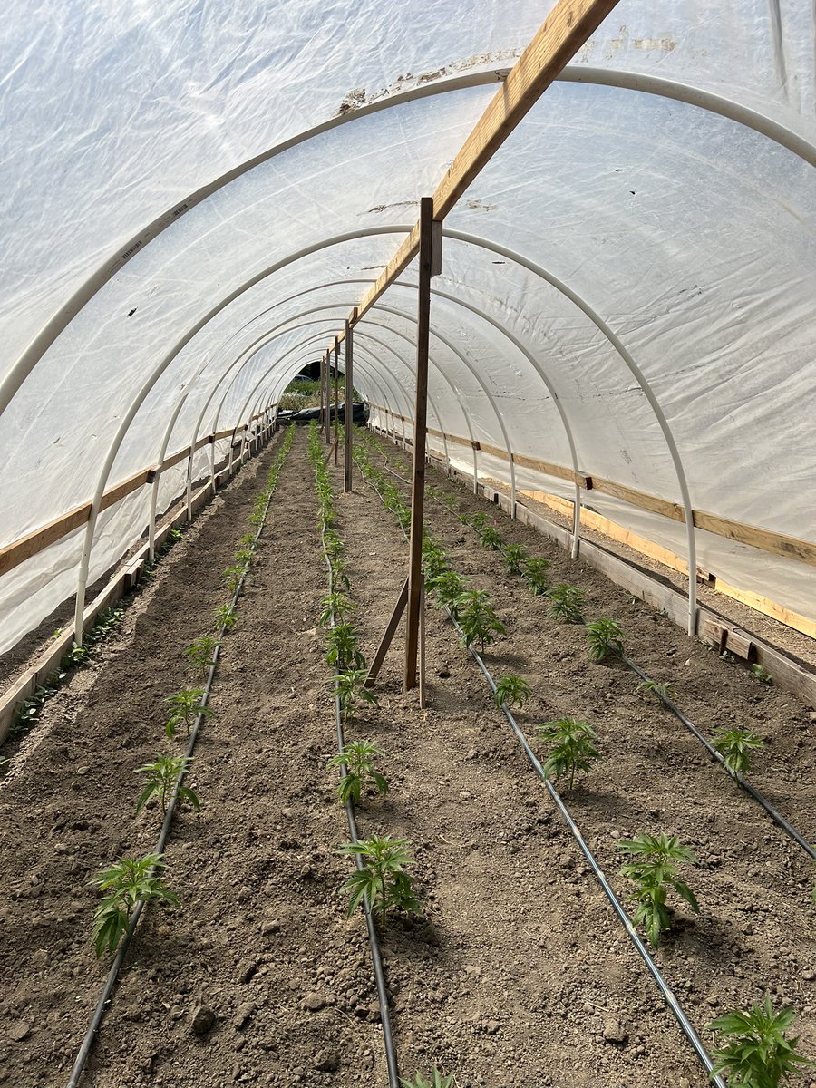 GalacticFarmer1's tweet image. We are all planted and irrigation is setup! We will be coming in hot with that fyah in August! OG Kusk, Ogre Kush, Pink Cookies, Lemon Cherry Gelato, and our flagship cultivar bred on farm, Space Cowboy! All organically grown with certified regenerative practices. We grow in…