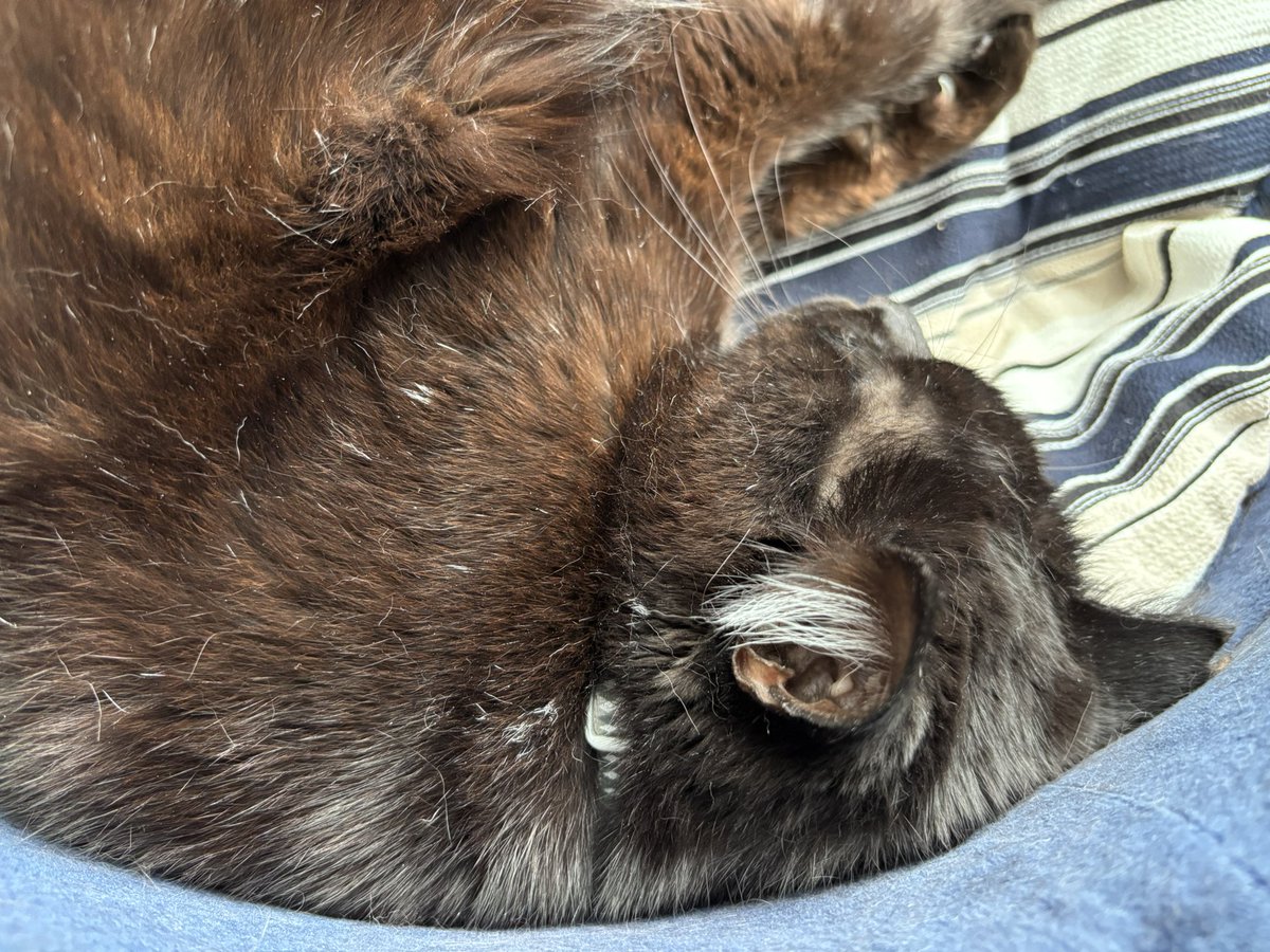 耳毛の白さが際立ってたので写真撮ったら体の毛の色がめっちゃ茶色で黒猫って実は完全な黒ではない？🤔ってなったんだけど～