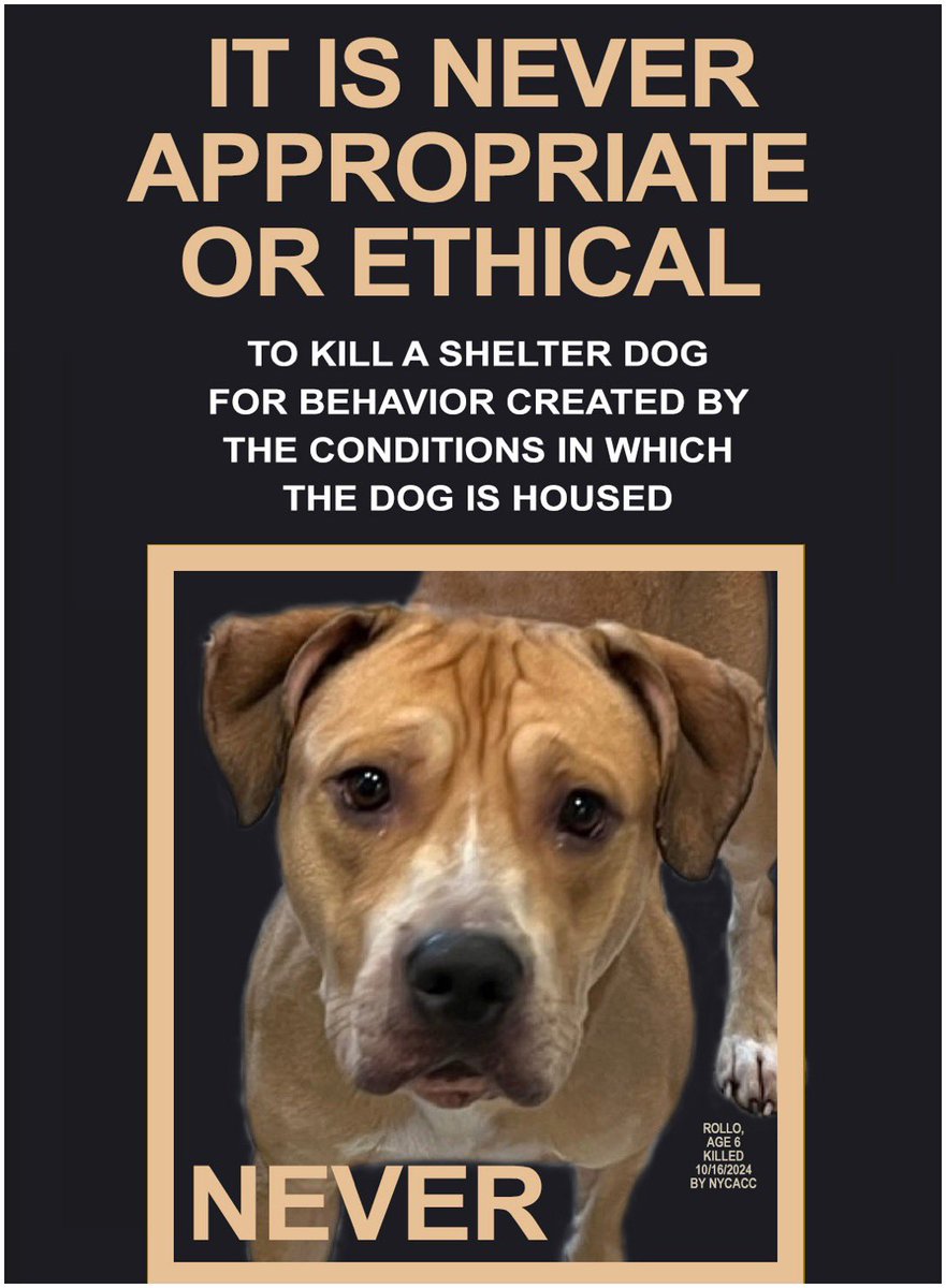 Wynjym's tweet photo. 🆘SWEETHEART #WASABI, HERE WITH ‘TOMMY’ FROM
THE #RESCUE WHO IS READY RIGHT NOW TO GET HIM OUT
OF @NYCACC BEFORE SHE’S GIVEN⚠️#KILL COMMAND⚠️
TOMORROW 06/10🆘ALL SHE NEEDS NOW IS A KIND
LOVING #FOSTER & #PLEDGES TO GO HOME WITH
‘TOMMY’ TO BE SAFE & #MEDICALLY TREATED🆘TY https://t.co/azJvyGKIzd