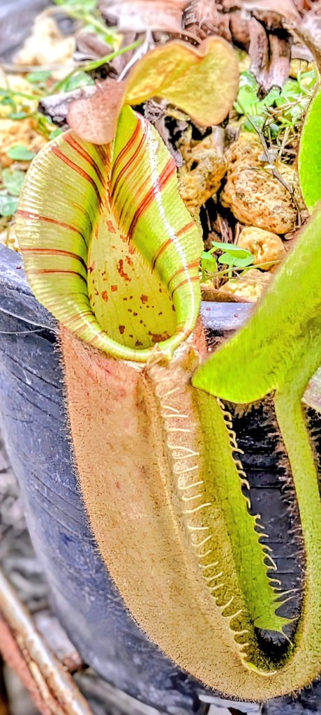 栽培している食虫植物の
ネペンテス・ビーチバリオ、今年お初
の捕虫袋が蓋を開き、完成？した様です！

#ネペンテス・ビーチバリオ
#ネペンテス　#食虫植物