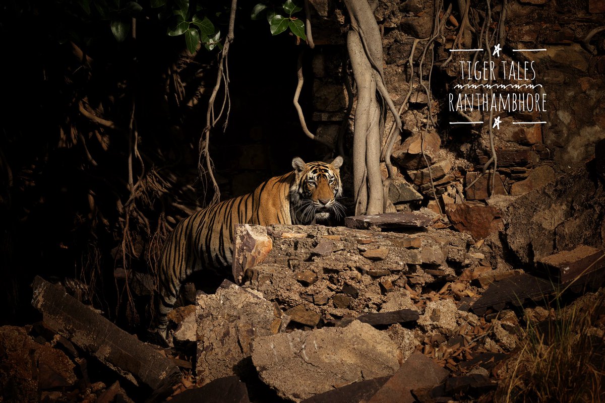 Hemant (@hemantbuch) on Twitter photo Ranthambhore diaries #tiger #Ranthambhore #Ranthambore #safari #bigcats #Canon <a href="/Canon_India/">CANON India</a>
Canon R5 Mark II + Canon RF 400mm 2.8 Ranthambhore diaries #tiger #Ranthambhore #Ranthambore #safari #bigcats #Canon <a href="/Canon_India/">CANON India</a>
Canon R5 Mark II + Canon RF 400mm 2.8