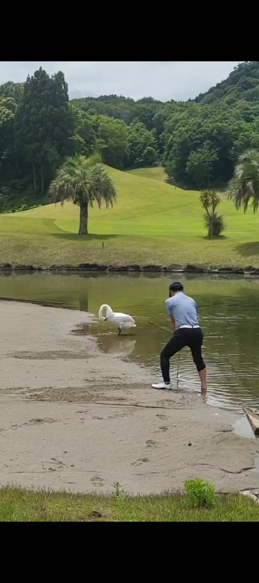 🦢レイクつぶらだコース🦢 tweet media