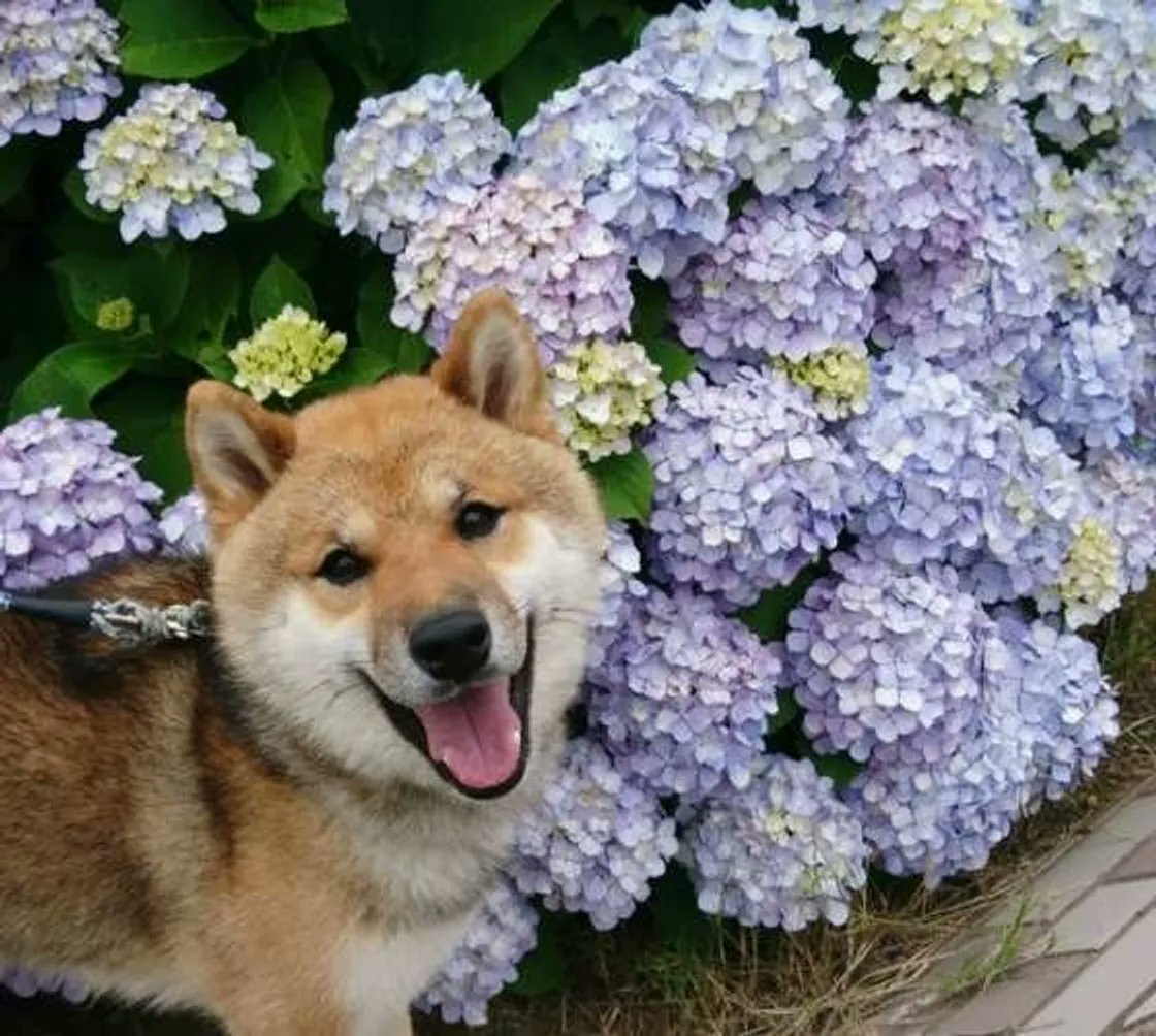 6月10日火曜日🌦️
関東甲信と北陸地方梅雨入りおめでとうございます㊗️
新世界地方ザアザア🌦️
本日17時~23時でお待ちしております🙇