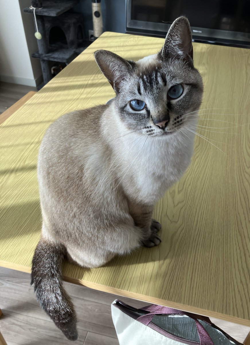 「おはよ」って言ったら「ねこはもうずいぶん前から起きてましたよ」って言われた