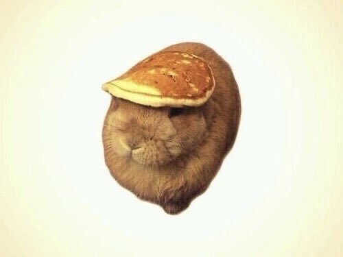 Bunnies (@bunnies) on Twitter photo 