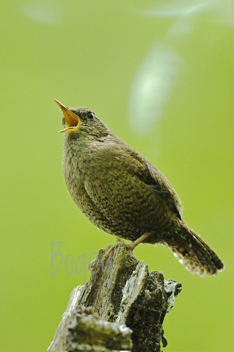 ミソティ〜〜〜！！
#ミソサザイ #野鳥観察 
#私とニコンで見た世界