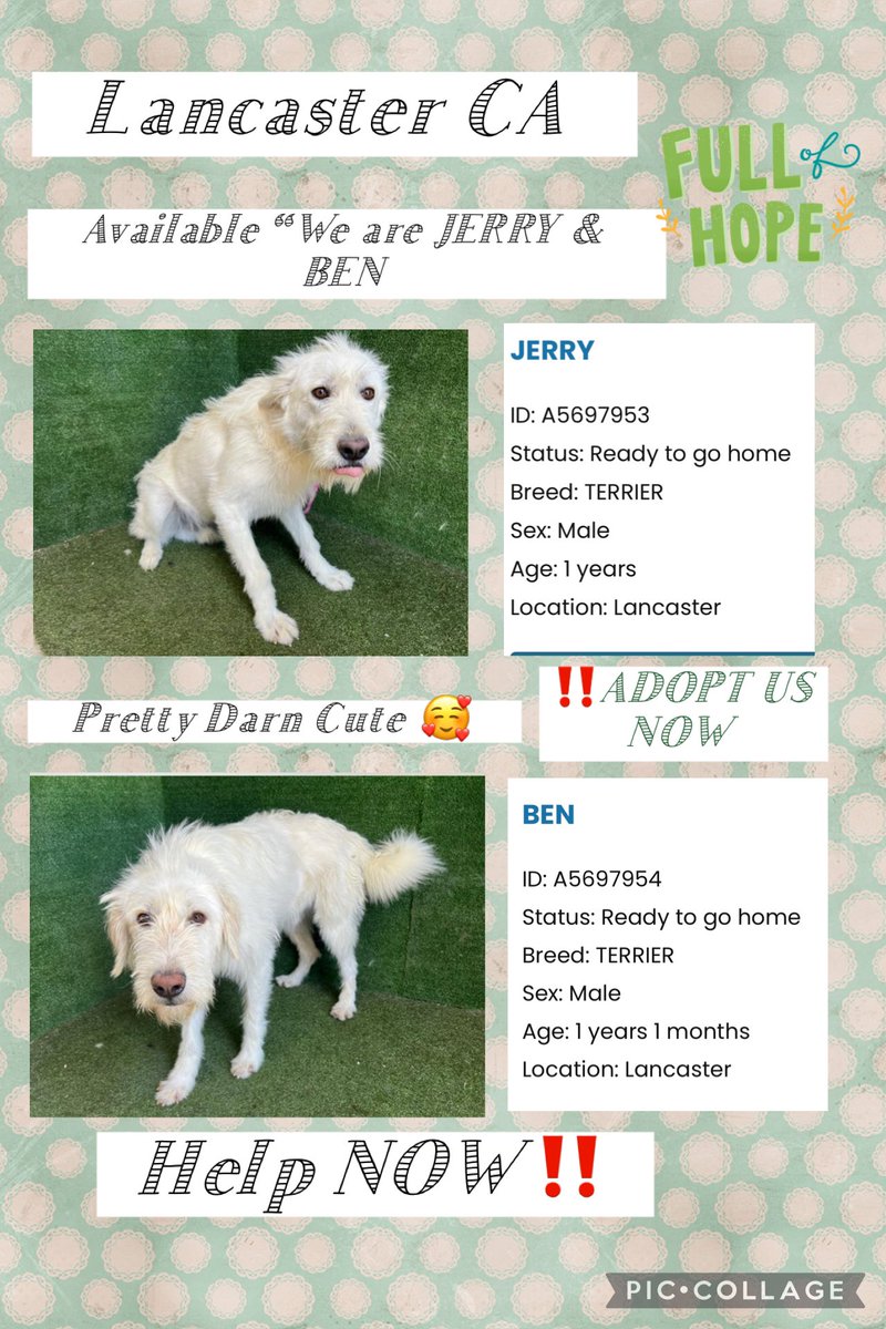 Sarah jane Gillespie (@sarahjanegille1) on Twitter photo Previous Post had a video clip Ben #A5697954 & Jerry #A5697953 <a href="/AnimaLancaster/">LancasterAnimalShelt</a> I need help #Reposting #Resharing or just #Adopt them now URGENCY no interest they are adorable how could you not want them 🙏‼️🆘🚨 #rescues help <a href="/TomJumboGrumbo/">Keith Olbermann's Dogs</a> more reposts more views! Previous Post had a video clip Ben #A5697954 & Jerry #A5697953 <a href="/AnimaLancaster/">LancasterAnimalShelt</a> I need help #Reposting #Resharing or just #Adopt them now URGENCY no interest they are adorable how could you not want them 🙏‼️🆘🚨 #rescues help <a href="/TomJumboGrumbo/">Keith Olbermann's Dogs</a> more reposts more views!
