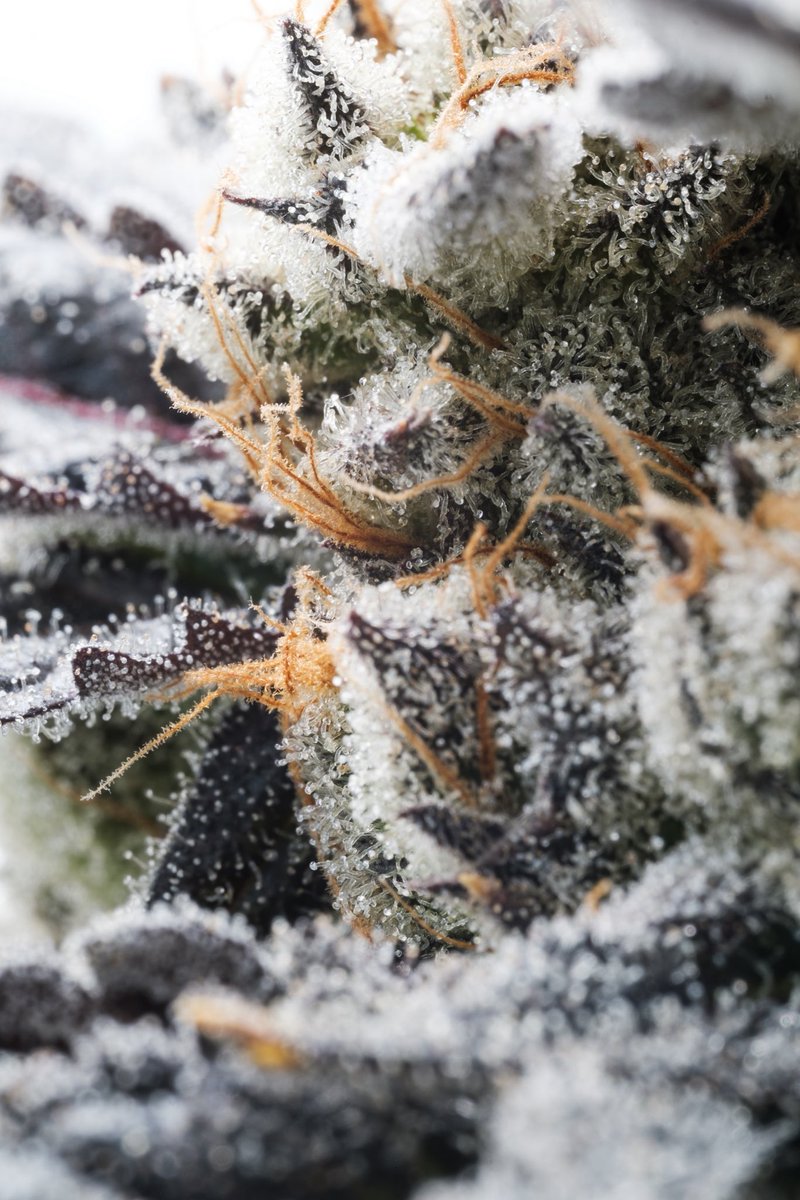 Check out some shots of Pure Michigan and Frozen Coke in the grow rooms getting close to chopping ✂️🔥 <a href="/maxyieldz/">3rdcoastgenetics</a>