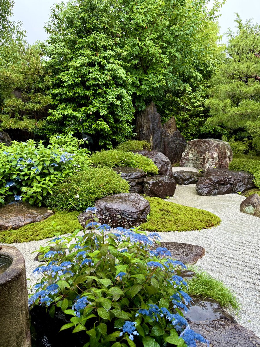reigenin's tweet photo. 雨の日の鶴鳴九皐。
#霊源院 #建仁寺塔頭霊源院 #甘茶 #特別拝観 #京都 #祇園 #禅寺 #reigenin #kyoto #gion #amacha #zen #temple #あと6日 https://t.co/qCq1IqlziJ