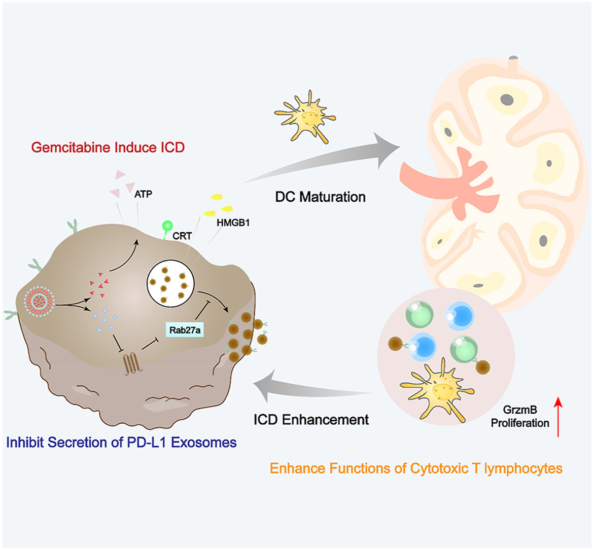 Article✍️#Sulfafurazole #dimers potentiate #chemo-#immunotherapy of low #immunogenic #breast #cancer by preventing the #PD-#L1 #exosomes secretion. From Dr. Sun @ChinaPharmaceuticalUniversity; <a href="/ELSpharma/">Elsevier Pharma</a>. 
sciencedirect.com/science/articl….