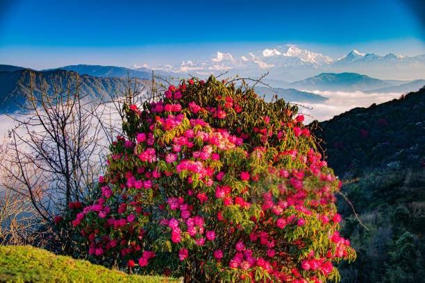 ParveenKaswan's tweet photo. If you want to visit heaven, you must visit Singalila National Park in north Bengal. Especially during spring bloom of rhododendrons. https://t.co/OwVUB6JqqD
