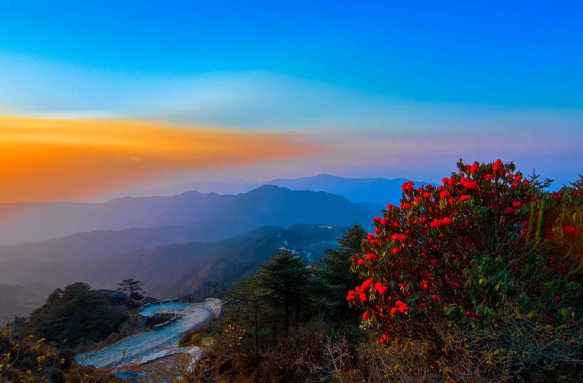 ParveenKaswan's tweet photo. If you want to visit heaven, you must visit Singalila National Park in north Bengal. Especially during spring bloom of rhododendrons. https://t.co/OwVUB6JqqD