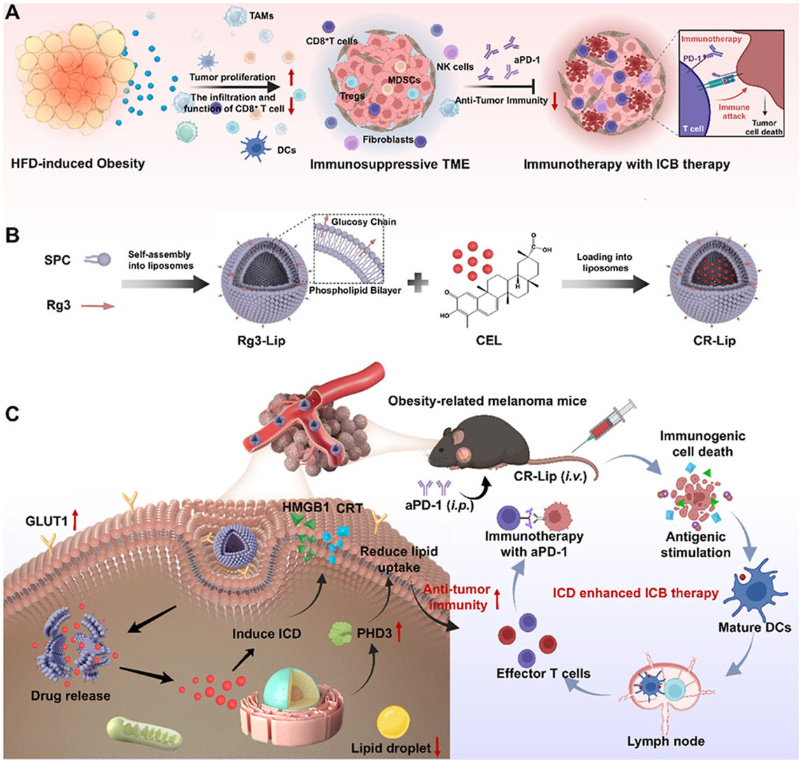 Article✍️#Celastrol-#loaded #ginsenoside #Rg3 #liposomes boost #immunotherapy by remodeling #obesity-related #immunosuppressive #tumor #microenvironment in #melanoma. From Dr. Xiong @ZhejiangChineseMedicalUniversity; <a href="/ELSpharma/">Elsevier Pharma</a>. 
sciencedirect.com/science/articl….