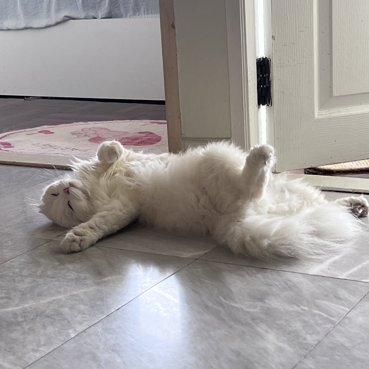 awwwfluffy's tweet photo. นอนแส้บสุดในย่านนี้ https://t.co/8gd6IFDNlK