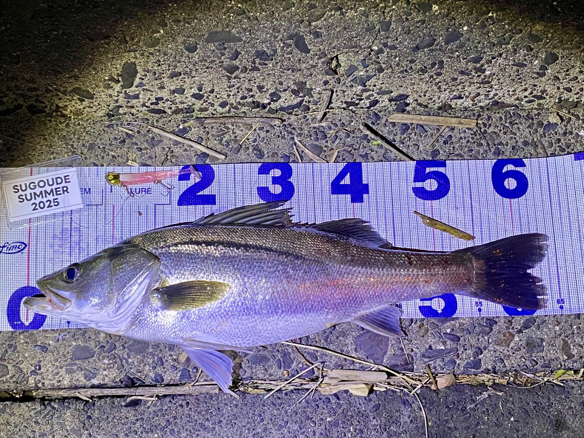 結局またジョルティでしか釣れない
もうジョルティだけ握り締めて釣り行こうかな🙃
#ジョルティ 
#シーバス
#凄腕