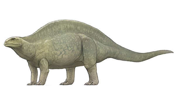 盾　アフリカ　ソンゲ族　呪術　呪像 盾 アフリカ ソンゲ族 呪術 呪像 盾 アフリカ ソンゲ族 呪術 呪像