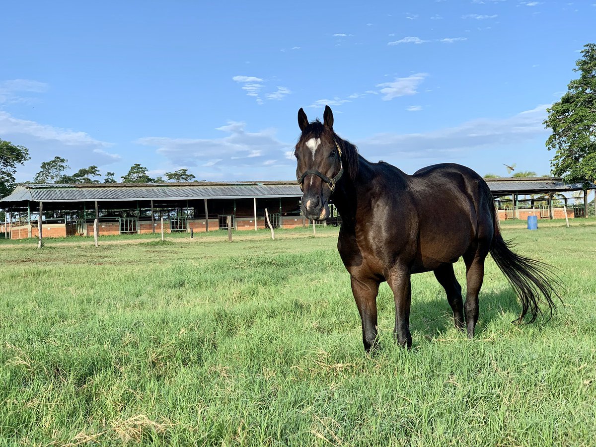 HLosCaracaros's tweet photo. @carlitozflow25 Saludos Carlos. Lamentablemente Tato Zeta murió. Sus últimos productos son yearlings este año. Compartimos una foto desde el Haras en su memoria. https://t.co/7lWGKBQrfT