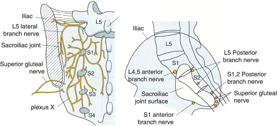 DavidMackeyDPT's tweet photo. The SIJ receives its innervation from the ventral rami of L4 and L5, superior gluteal nerve, and dorsal rami of L5-S2. Could radiculopathy from spinal nerve root compression/irritation often be the real source of SIJ related pain? https://t.co/FNqBsVNCy9