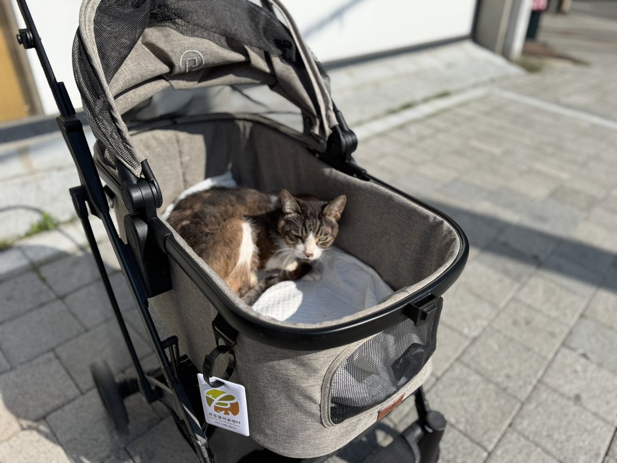 올해는 너무도 잔인한 해다. 탁묘로 온 쿵이가 2월초에 세상에서 제일 예쁘고 귀여운 엠버가 2월 말에 떠나고 ’그것‘이 행복한 세상이 되고 든든한 둘째 율이도 절망적인 상황이다. 죽을 것 같다.