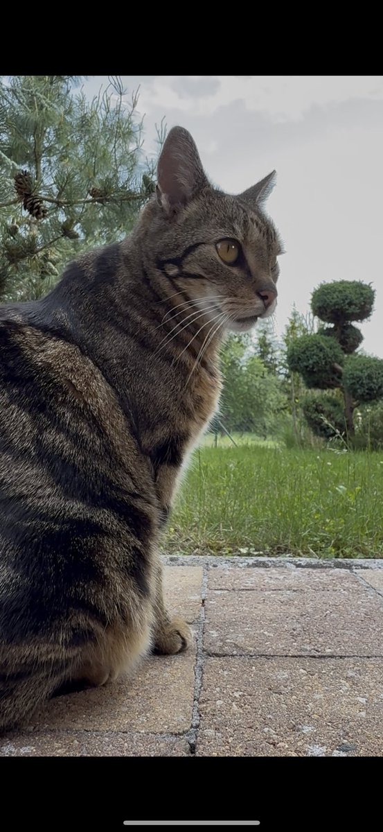 Simbaandbuddies's tweet photo. Nala starts into new warm session 

#Nala #Bengal #CatLover #Katzen #Cats #Feline #CatsOnX #Kucing #Gato #Chat https://t.co/JMFTNf9PpP