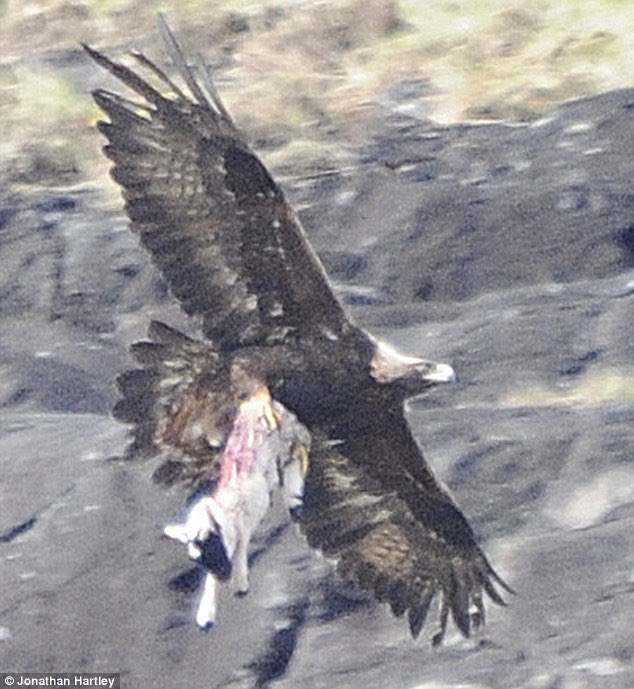 A footage of Imuthar brutally grabbing Mithril by the ass.