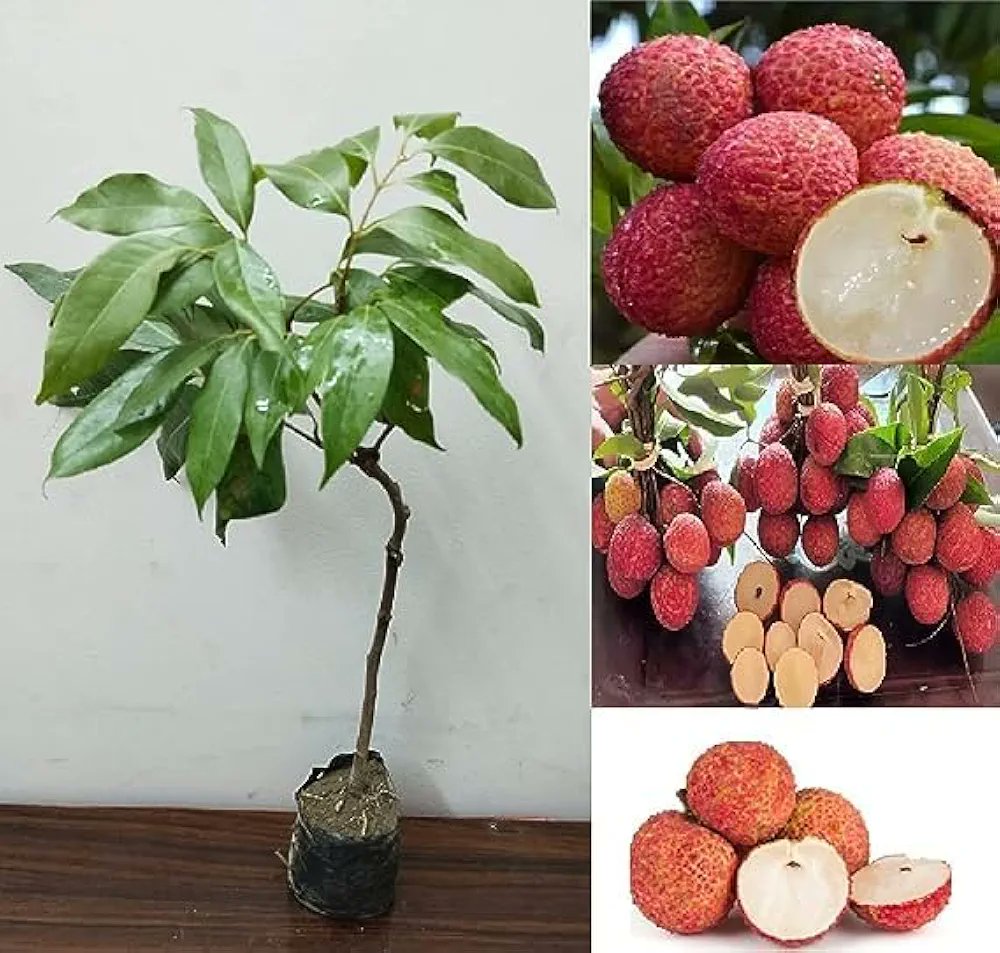 Seedless Litchi
👉️होलसेल मुल्यमा
👉️हामी सँग सबै प्रकारको फलफुलको बिरुवा हरु पाईन्छ 
👉️नेपाल भरी Home Delivery को सुबिधा रहेको छ।
Dm for more details .
☎️9809125306