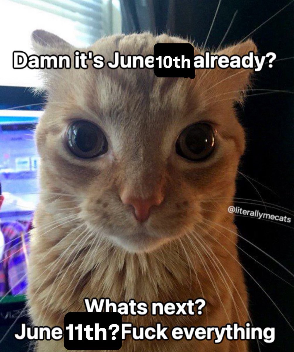 literallymecats's tweet image. 