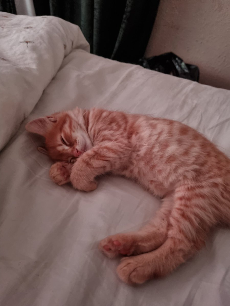 lozzjay30's tweet photo. Another kitty 😺 https://t.co/XrJXKN7LZT