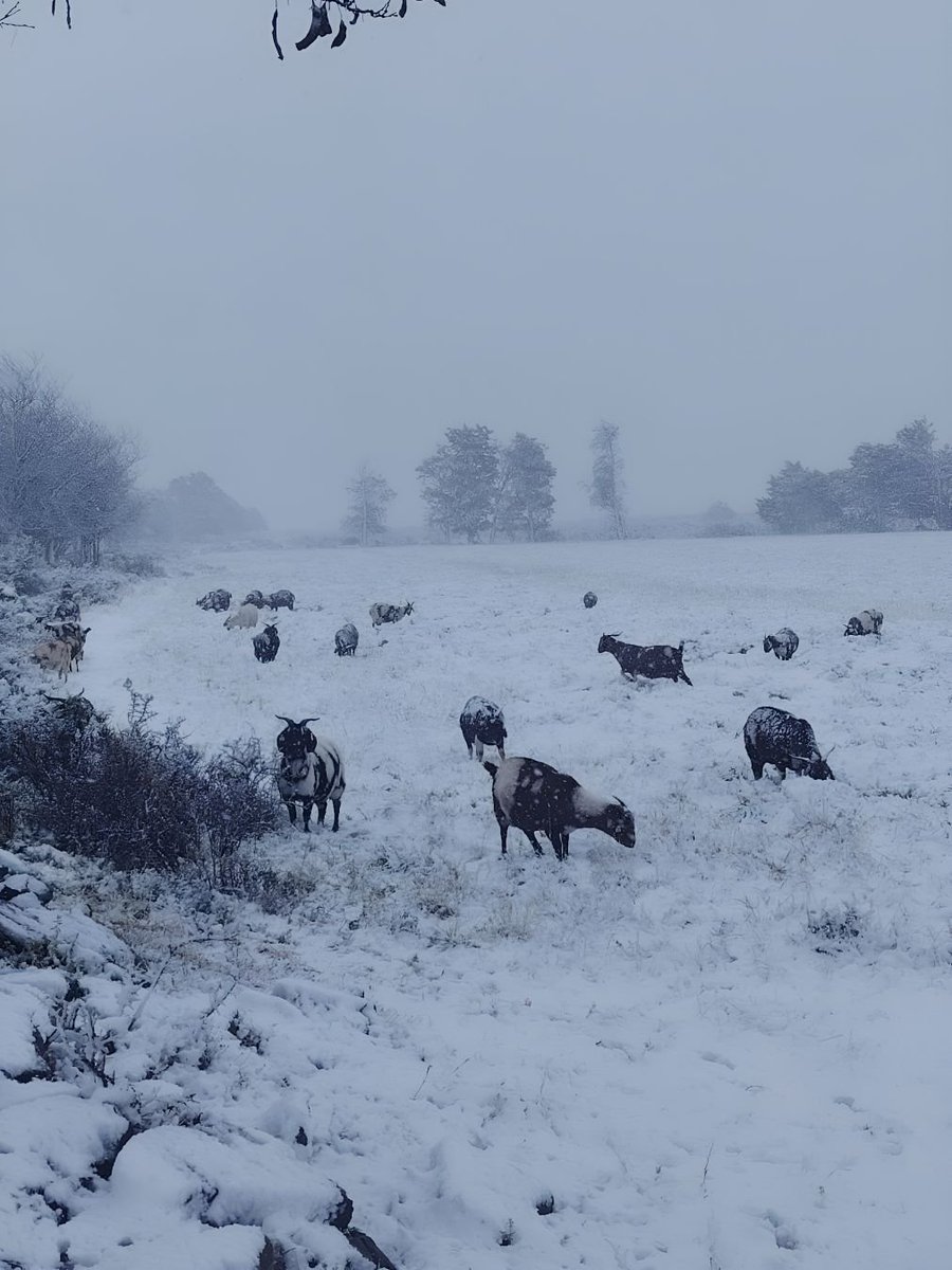 AffairAfrica's tweet photo. 🚨 Massive cold front blankets parts of SA in snow!

Snow reported in the Eastern &amp; Northern Cape.

All provinces except Limpopo could see snowfall this week.

Motorists urged to avoid unnecessary travel. 

#SAWeather #SnowInSA #Coldfront #nonkosithebully Malaika https://t.co/6SJmMk1Isb