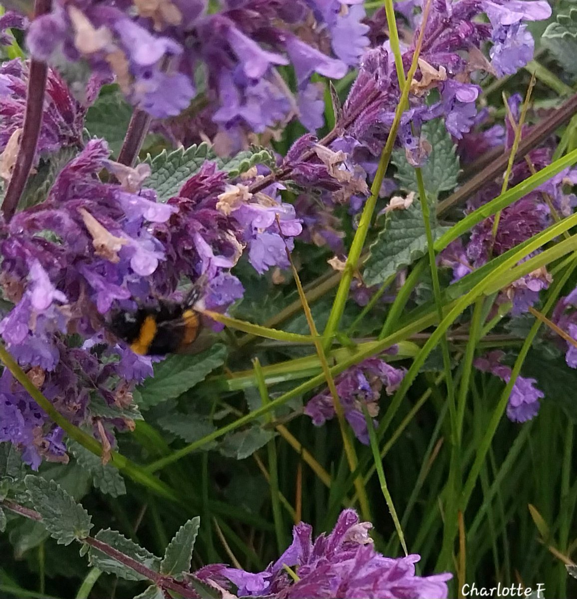Godmorgen 😊 
Even in the pouring rain 🌧 🐝