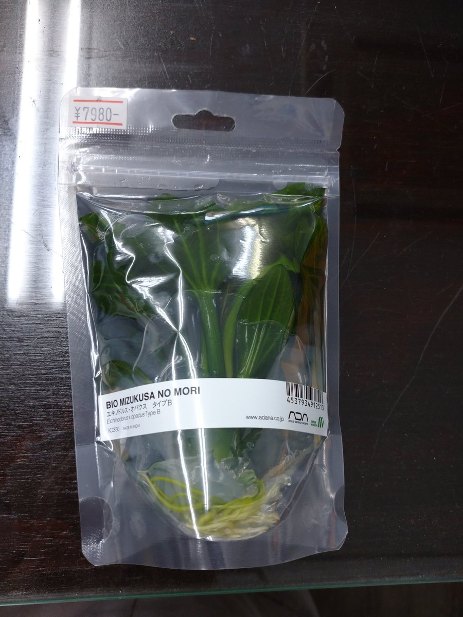 ADA BIOみずくさの森の新商品 エキノドルス オパクス タイプBが一つ