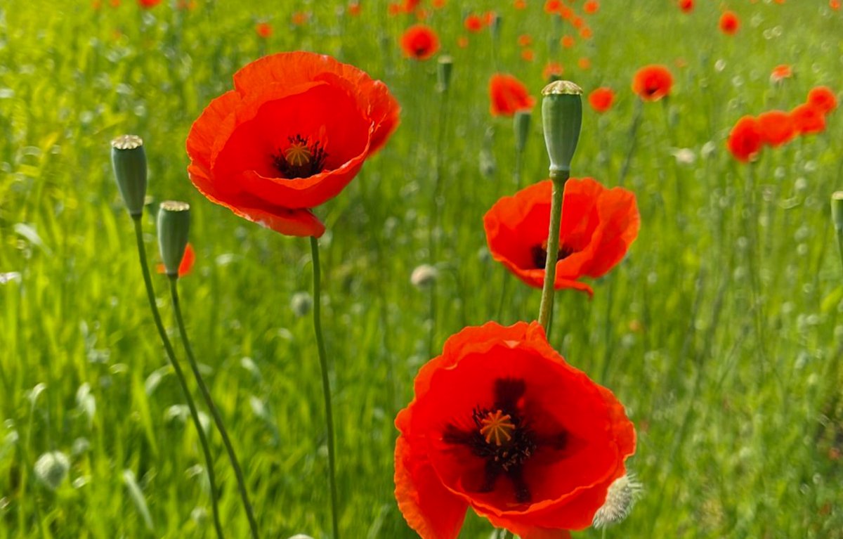 BNN-NEWS tweet media