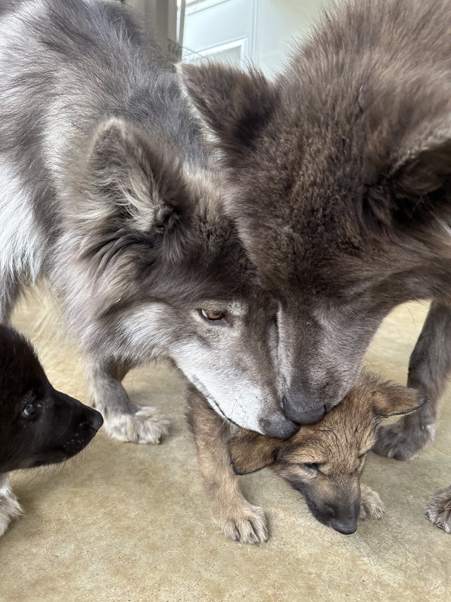 子犬への距離感が近い子達