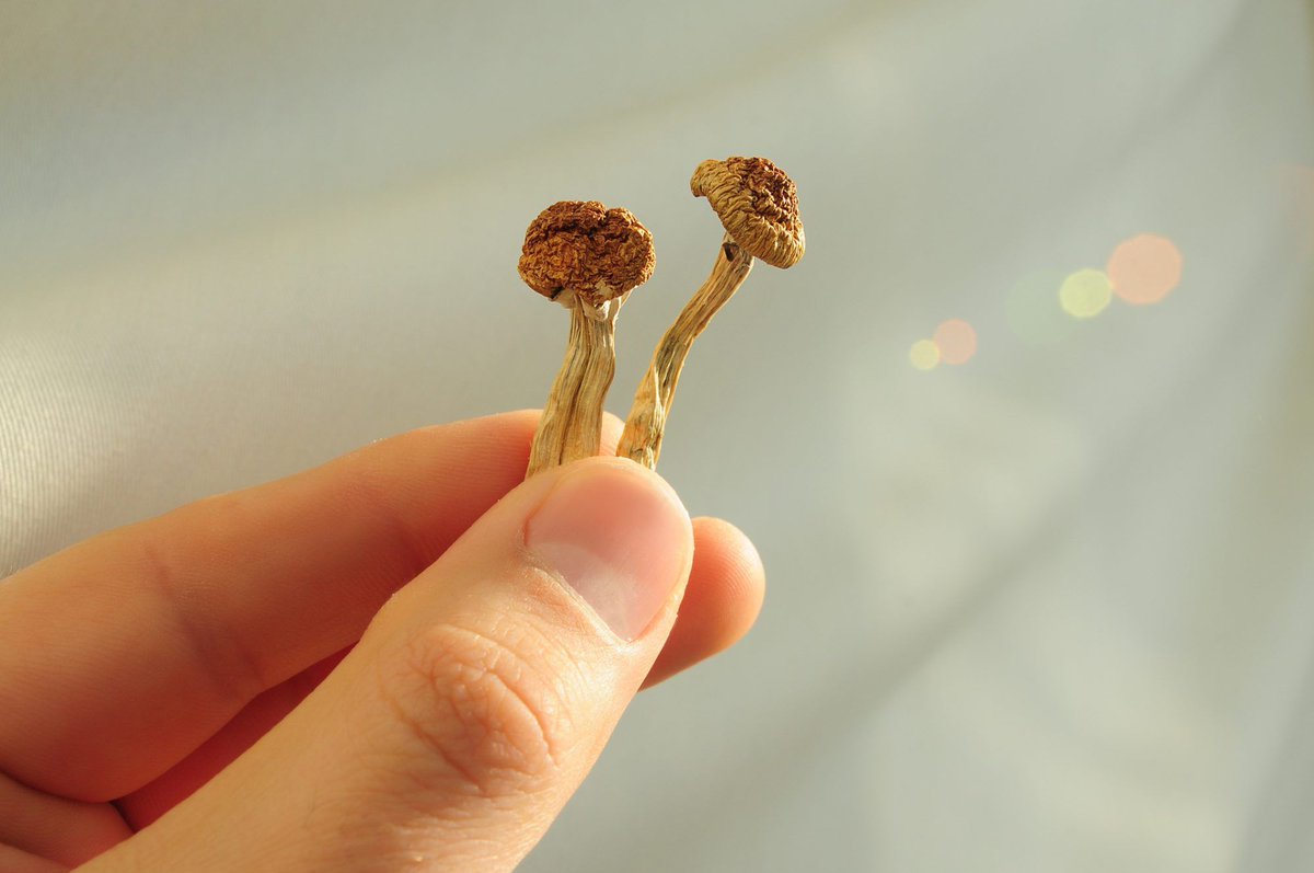 Dr. Erin Mauney leads the first #psychedelic study in gastroenterology, exploring #psilocybin to treat millions with treatment‑resistant #IBS and offering new hope for gut‑brain disorders. Read more 👉 openaccessgovernment.org/psilocybin-and…
