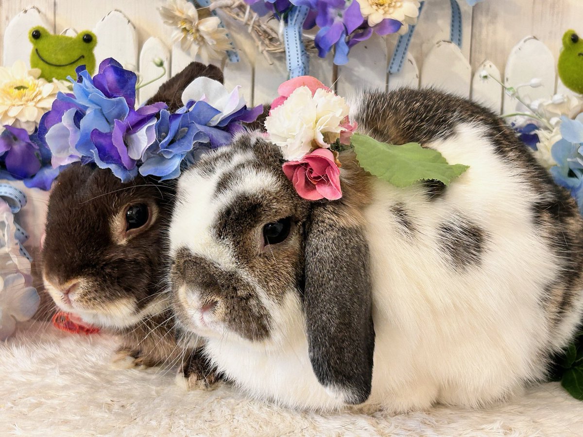 kurokurotsukipi's tweet image. おもちくんの体調が回復したので、2ぴょん揃って@RabbitLink2 さんへ♡
梅雨の時期にピッタリなスタジオでとても可愛かったです☺️
3枚目、ピッタリと寄り添ってくれてスタッフさんに「新婚旅行みたい♡」と言って下さり🎶
今回も素敵に仕上げて下さりありがとうございました～！いつも通り抜け毛が！笑