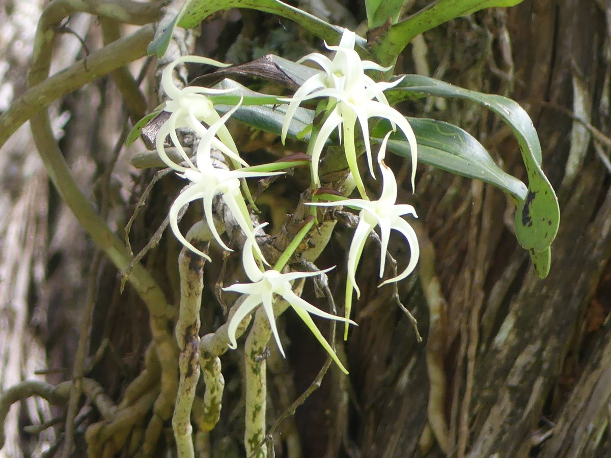 PhotosForTrees's tweet image. #ThickTrunkTuesday olea africana and some orchids from #Nyahururu Kenya