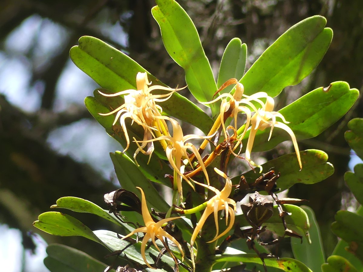 PhotosForTrees's tweet image. #ThickTrunkTuesday olea africana and some orchids from #Nyahururu Kenya