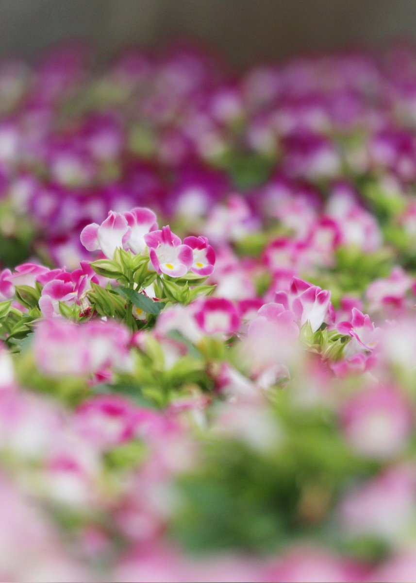 Hello☔
関東地方梅雨入りしました
ジメジメムシムシの季節ですが
心晴れやかに過ごせますように…

#梅雨入り #トレニア