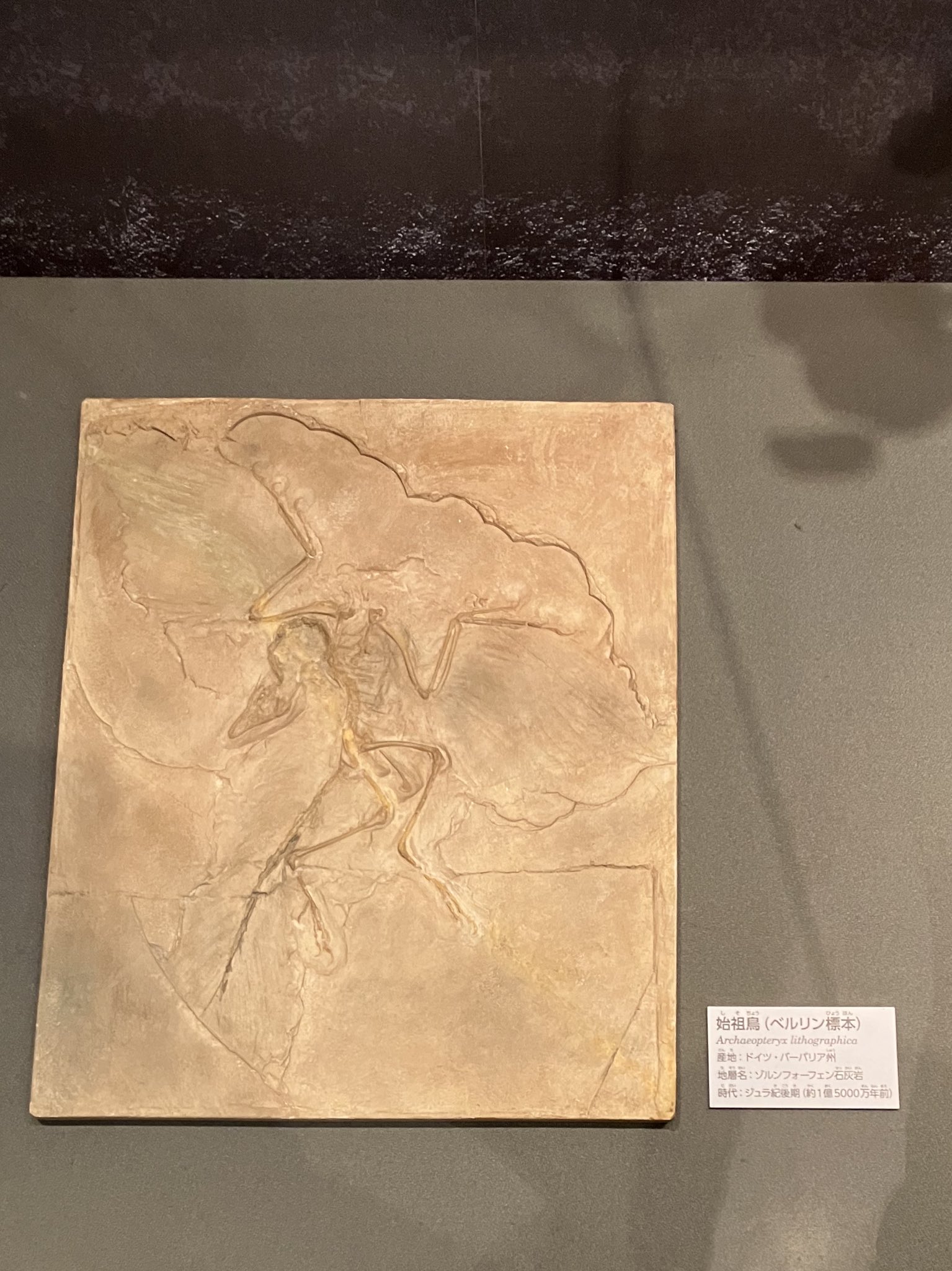 ベルリン自然史博物館