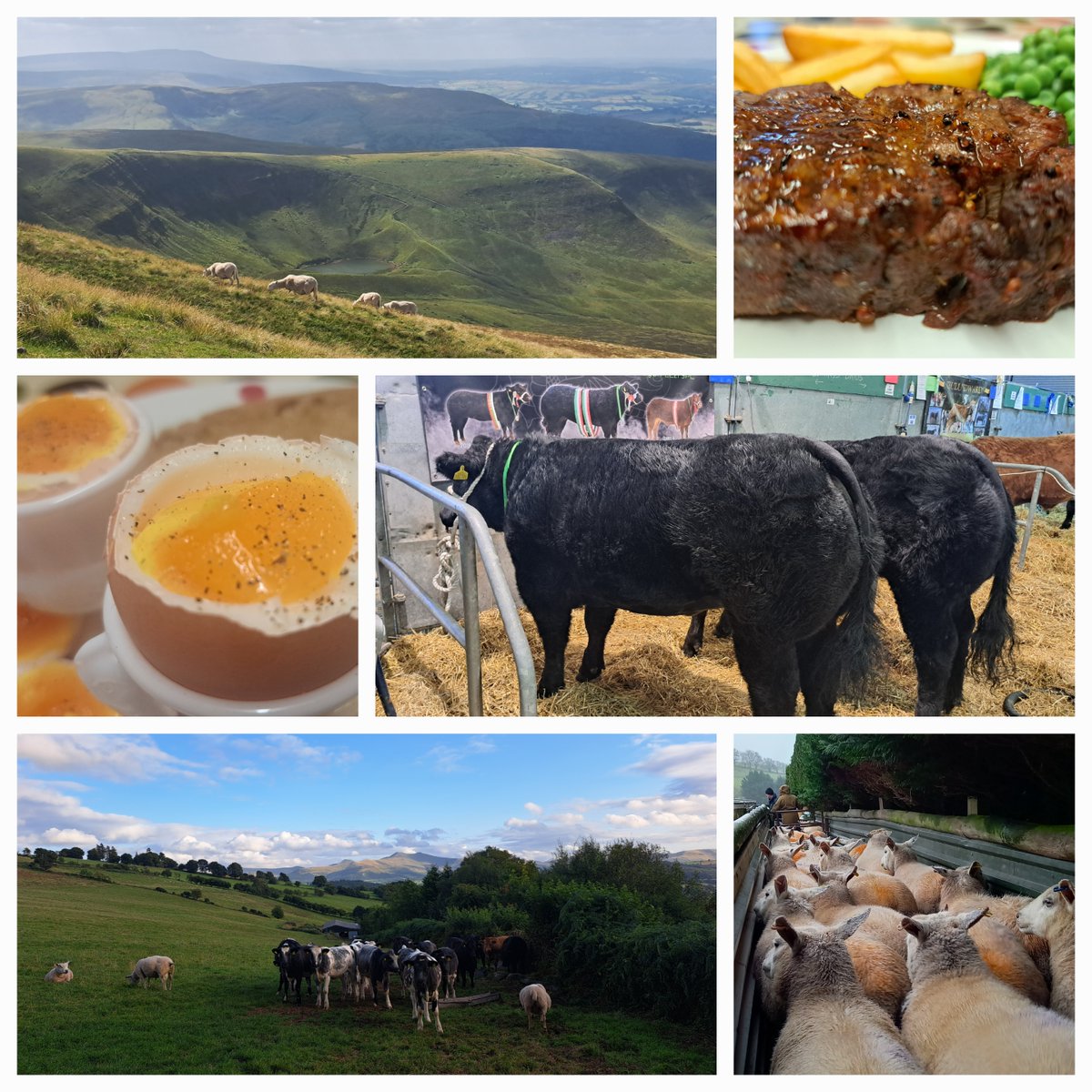Rural Advisor (@rural_advisor) on Twitter photo We are proud to support our farmers and food producers across Wales ๐ด๓ ง๓ ข๓ ท๓ ฌ๓ ณ๓ ฟ
<a href="/NFUCymru/">NFU Cymru ๐</a> are running their annual Welsh Farming Week, follow their socials to find out more
๐๐ฅ๐ฅฉ๐ฉโ๐พ๐ฎ๐พ๐ท๐ฑ๐งโ๐งโ๐พ We are proud to support our farmers and food producers across Wales ๐ด๓ ง๓ ข๓ ท๓ ฌ๓ ณ๓ ฟ
<a href="/NFUCymru/">NFU Cymru ๐</a> are running their annual Welsh Farming Week, follow their socials to find out more
๐๐ฅ๐ฅฉ๐ฉโ๐พ๐ฎ๐พ๐ท๐ฑ๐งโ๐งโ๐พ