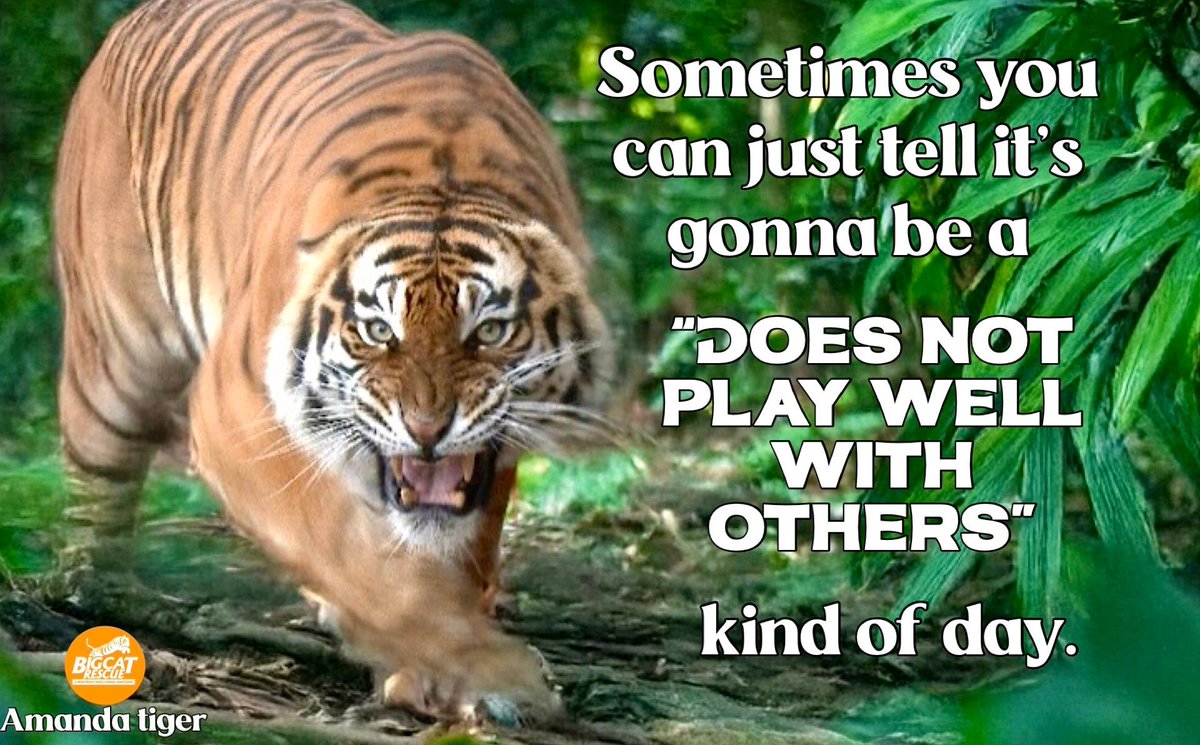 “Sometimes you can just tell it’s gonna be a “DOES NOT PLAY WELL WITH OTHERS” kind of day.”

#AmandaTiger #BigCatRescue #Tiger #Cat #Grouchy #Grouch #Funny #Cute #Silly #Tuesday #TuesdayVibes