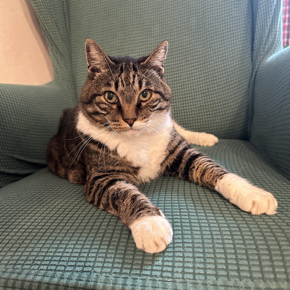 🚨재개발 보광동 고양이🚨아누 (@avoahth) on Twitter photo 