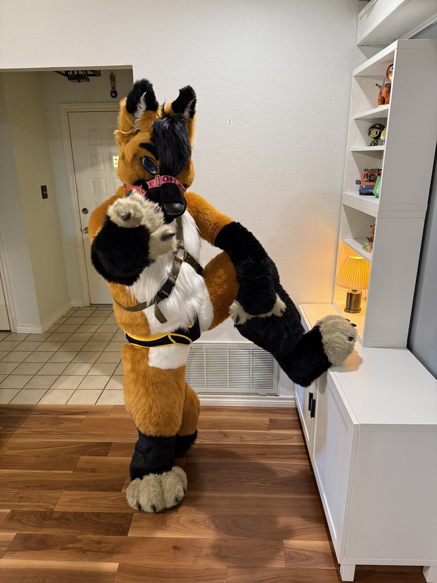 Come with me! <a href="/MadeFurYou/">Made Fur You</a> picture by <a href="/TigertheMeerkat/">Kit Kat</a>