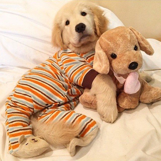 Scots Gaelic Challenge Day 3036 culaidh-choimheach = costume or fancy dress, deise-leapa = pyjama(s) #Gaelic #language #Gaidhlig