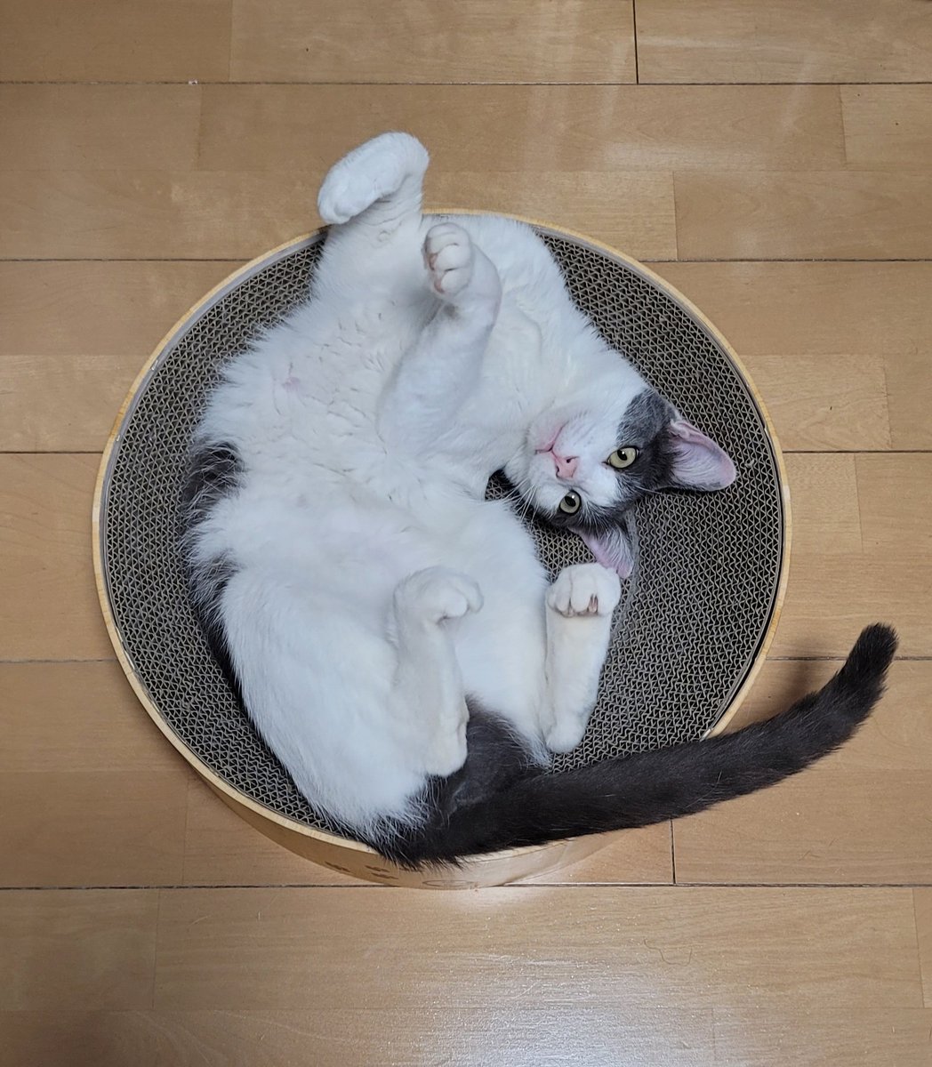 #今日のこゆたん
バリバリボウルがお気に入り
#猫　#猫のいる暮らし　#cat