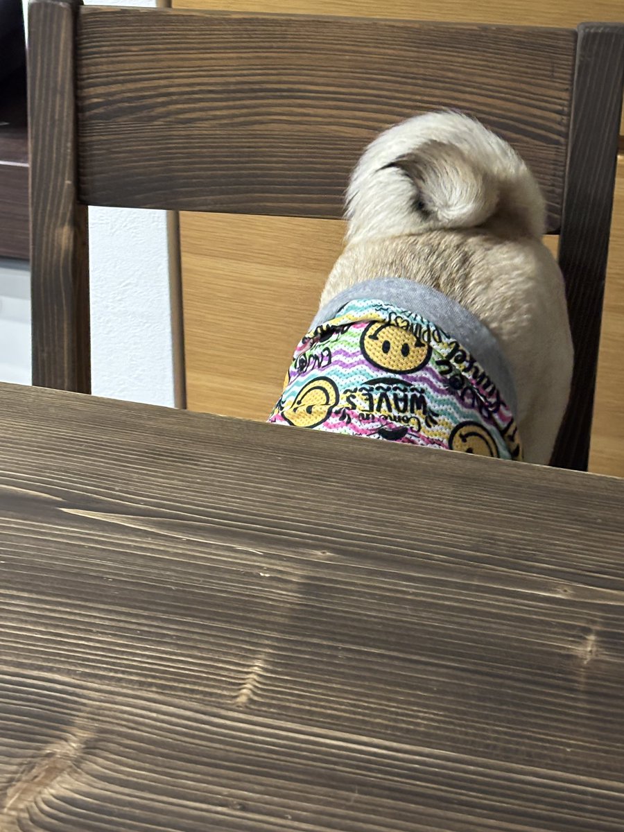 茶々丸が見当たらなくて、
名前呼んだらテーブルと椅子の間からお尻だけでてきた

#pug #パグ