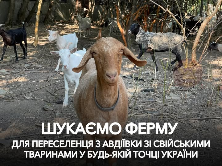 У чоловіка 10 коней, 40 баранів і 60 кіз.
Перевеземо самостійно.
Контактний номер:
+380999218262 (WhatsApp / Viber / Telegram)