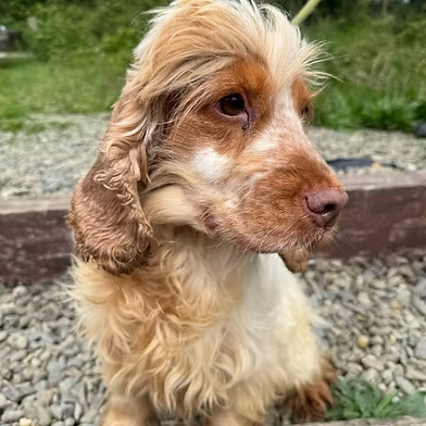 #rehomehour 
Amber  Cocker Spaniel, she's a gentle loving girl, MUST 
live with another dog/s to gain confidence, fine with 
kids 8+, would benefit from quiet home, timid at first 
but soon wants cuddles, never lead walked/been in a 
home, more info/adopt her from <a href="/WWPdogs/">West Wales Poundies Dog Rescue</a> UK